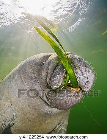 Florida manatee, Trichechus manatus latirostris, calf feeding on seagrass,, endangered subspecies of West Indian manatees, Crystal River National Wildlife Refuge, Kings Bay, Florida, Gulf of Mexico, Caribbean Sea, Atlantic Ocean View Large Photo Image Picture - Florida manatee, Trichechus manatus latirostris, calf feeding on seagrass,, endangered subspecies of West Indian manatees, Crystal River National Wildlife Refuge, Kings Bay, Florida, Gulf of Mexico, Caribbean Sea, Atlantic Ocean. Fotosearch