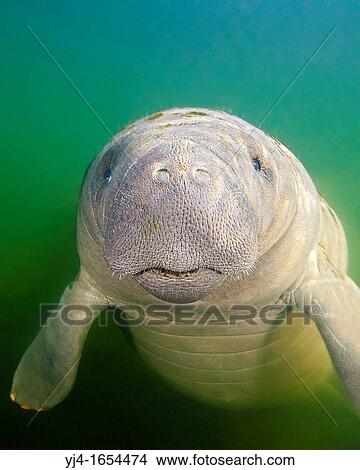 Picture - Florida manatee, Trichechus manatus latirostris, calf with neonatal folds and still prominent navel, endangered subspecies of the West Indian manatee, Kings Bay, Crystal River, Florida, USA, Gulf of Mexico, Caribbean Sea, Atlantic Ocean. Fotosearch