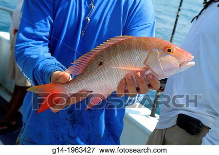 Florida, Miami Beach, Atlantic Ocean, water, charter fishing boat, onboard, man, holding, deep sea, catch, lane snapper, Lutjanus synagris,. View Large Photo Image Stock Photo - Florida, Miami Beach, Atlantic Ocean, water, charter fishing boat, onboard, man, holding, deep sea, catch, lane snapper, Lutjanus synagris,.. Fotosearch