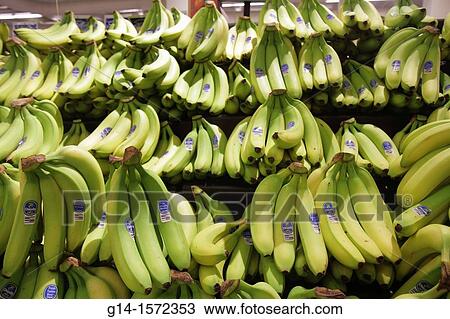 Stock Image - Florida, Miami Beach, Publix, grocery store, supermarket, food, business, retail display, for sale, shopping, bananas, bunches, green, Chiquita, brand,. Fotosearch