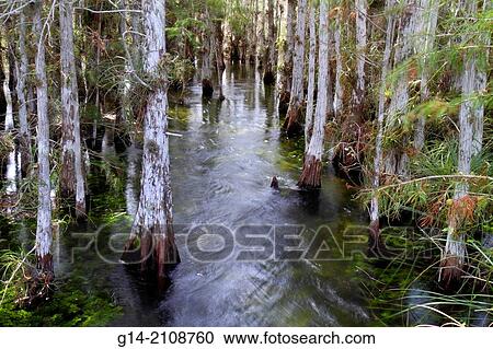 Florida, Miami, Everglades National Park, Main Park Road, Pa-hay-okee Overlook, cypress, trees, rushing, water. View Large Photo Image Stock Image - Florida, Miami, Everglades National Park, Main Park Road, Pa-hay-okee Overlook, cypress, trees, rushing, water.. Fotosearch
