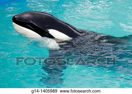 Florida, Miami, Key Biscayne, Miami Seaquarium, Lolita, killer whale, orca, 40th anniversary performance, View Large Photo Image Stock Photo - Florida, Miami, Key Biscayne, Miami Seaquarium, Lolita, killer whale, orca, 40th anniversary performance,. Fotosearch