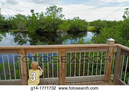 Stock Image - Florida, Naples, Everglades, Big Cypress National Preserve, Big Cypress Swamp Welcome Center, nature boardwalk, boy, looking, mangrove, water,. Fotosearch