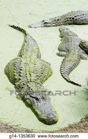 Florida, Orlando, Christmas, Jungle Adventure Nature Park & and Zoo, alligator, sunning, View Large Photo Image Stock Image - Florida, Orlando, Christmas, Jungle Adventure Nature Park & and Zoo, alligator, sunning,. Fotosearch
