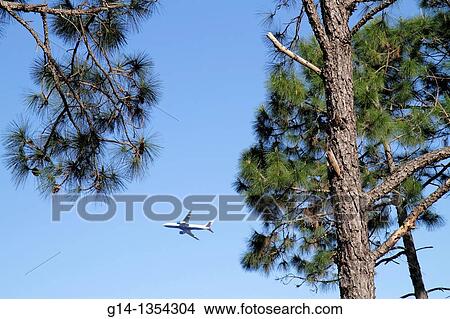 Florida, Orlando, Orlando International Airport, pine tree, departing flight, View Large Photo Image Picture - Florida, Orlando, Orlando International Airport, pine tree, departing flight,. Fotosearch