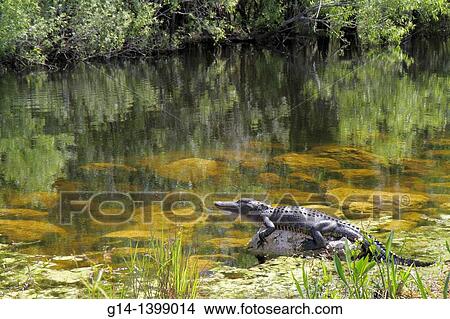 Florida, The Everglades, Big Cypress National Preserve, US Route 41, Tamiami Trail, alligator, juvenile, resting, sunning, View Large Photo Image Picture - Florida, The Everglades, Big Cypress National Preserve, US Route 41, Tamiami Trail, alligator, juvenile, resting, sunning,. Fotosearch