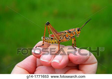 Florida, The Everglades, Big Cypress National Preserve, Tamiami Trail, Monument Lake Campground, Eastern Lubber, giant grasshopper, Romalea microptera, hand, View Large Photo Image Stock Image - Florida, The Everglades, Big Cypress National Preserve, Tamiami Trail, Monument Lake Campground, Eastern Lubber, giant grasshopper, Romalea microptera, hand,. Fotosearch