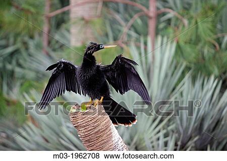 Stock Photo - Florida USA Delray Beach Green Cay Nature Center birds immature Anhinga Anhinga Anhinga.. Fotosearch