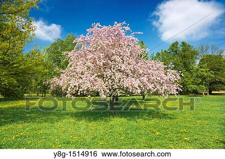 Stock Photograph - Florishing tree in the city park, Poland, Europe. Fotosearch