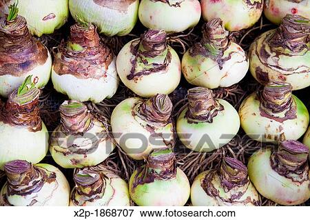 Flower bulbs in Amsterdam, Netherlands View Large Photo Image Stock Photo - Flower bulbs in Amsterdam, Netherlands. Fotosearch