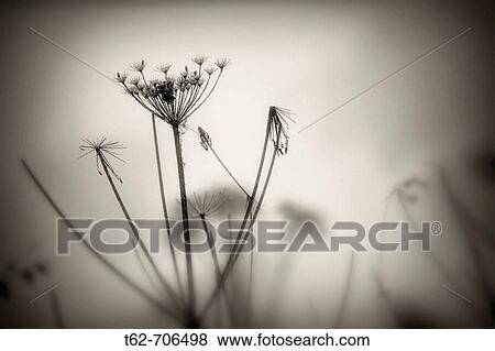Flower field in winter. Snow. View Large Photo Image Stock Photo - Flower field in winter. Snow.. Fotosearch