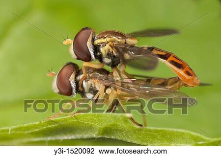 Stock Image - Flower Fly Toxomerus marginatus - Mating Pair, West Harrison, Westchester County, New York, USA. Fotosearch
