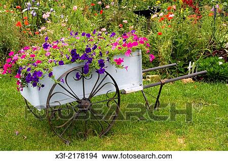 Flower garden antique wheelbarrow filled with blue and violet petunias. Lanesboro Minnesota MN USA. View Large Photo Image Picture - Flower garden antique wheelbarrow filled with blue and violet petunias. Lanesboro Minnesota MN USA.. Fotosearch