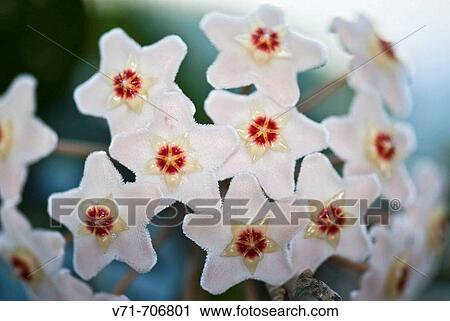Flower (Hoya sp. ) View Large Photo Image Stock Image - Flower (Hoya sp. ). Fotosearch
