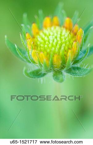 Stock Photo - Flower in Fort Collins, Colorado, USA. Fotosearch