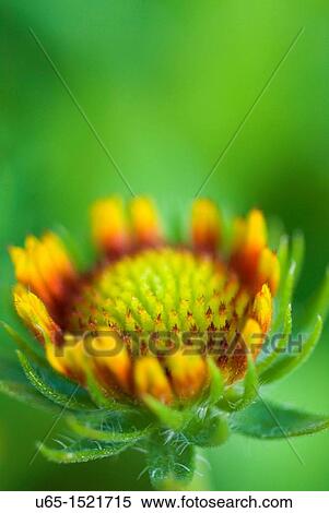 Stock Photography - Flower in Fort Collins, Colorado, USA. Fotosearch