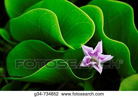 Flower, Kauai, Hawaii, USA View Large Photo Image Stock Image - Flower, Kauai, Hawaii, USA. Fotosearch