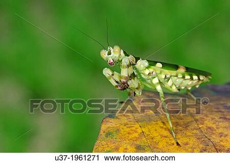 Flower mantis. Image taken at Kampung Skudup, Sarawak, Malaysia. View Large Photo Image Stock Image - Flower mantis. Image taken at Kampung Skudup, Sarawak, Malaysia.. Fotosearch