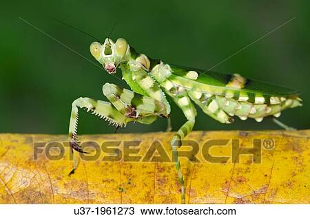 Stock Image - Flower mantis. Image taken at Kampung Skudup, Sarawak, Malaysia.. Fotosearch