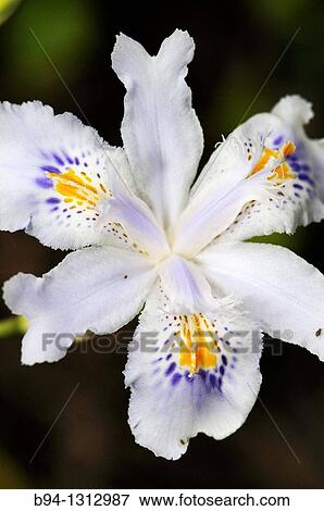 Flower of ornamental plant, Iris sp. Fam. Iridaceae. View Large Photo Image Stock Photo - Flower of ornamental plant, Iris sp. Fam. Iridaceae.. Fotosearch