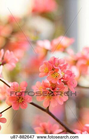 Flower of Peach View Large Photo Image Stock Photo - Flower of Peach. Fotosearch