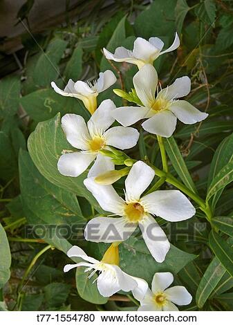 Flower of White Frangipani, Plumeria alba View Large Photo Image Stock Image - Flower of White Frangipani, Plumeria alba. Fotosearch