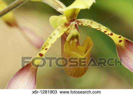 Flower, Orchid Garden, Kuching, Sarawak, Malaysia View Large Photo Image Stock Image - Flower, Orchid Garden, Kuching, Sarawak, Malaysia. Fotosearch