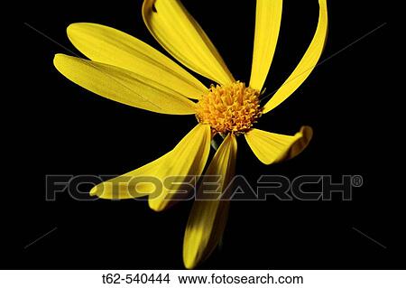 Flower. View Large Photo Image Picture - Flower.. Fotosearch