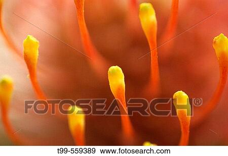 Flower. Port Elizabeth. South Africa View Large Photo Image Stock Photo - Flower. Port Elizabeth. South Africa. Fotosearch