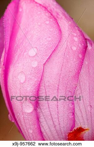 Flower, raindrops View Large Photo Image Stock Image - Flower, raindrops. Fotosearch
