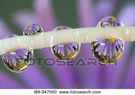 Flower reflected in the Dew Drops View Large Photo Image Stock Image - Flower reflected in the Dew Drops. Fotosearch