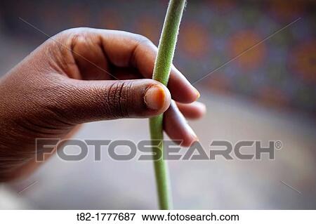 flower stalk held by the hands of a black woman View Large Photo Image Stock Photo - flower stalk held by the hands of a black woman. Fotosearch
