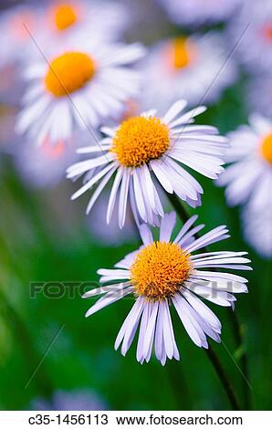 Flower View Large Photo Image Stock Image - Flower. Fotosearch