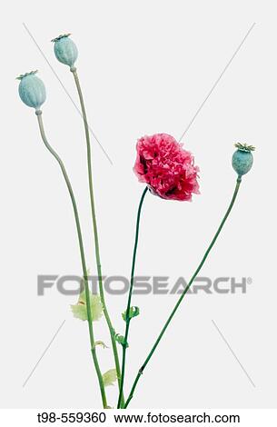 Flower View Large Photo Image Stock Image - Flower. Fotosearch