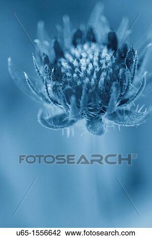 Stock Image - Flower. Fotosearch