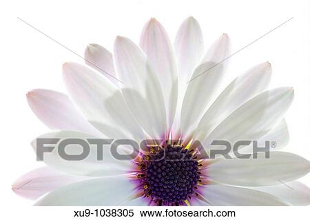 Flower View Large Photo Image Stock Photography - Flower. Fotosearch