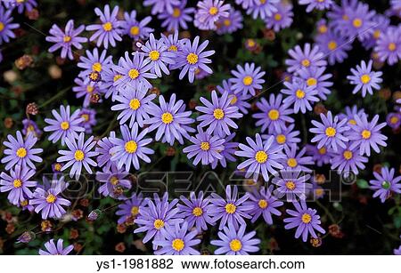 Stock Image - Flowerbed.. Fotosearch