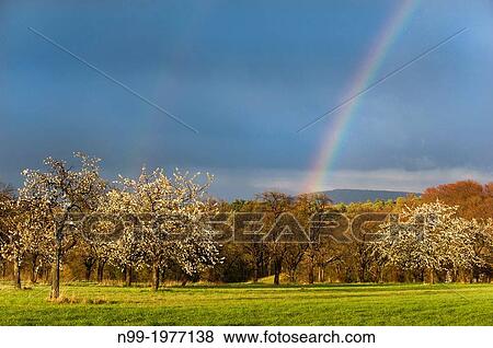 Flowering Cherry trees, orchard in spring, rainbow after april shower, Bavaria, Germany. View Large Photo Image Stock Photo - Flowering Cherry trees, orchard in spring, rainbow after april shower, Bavaria, Germany.. Fotosearch