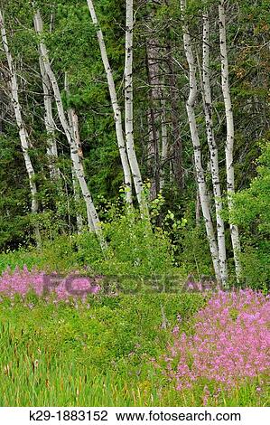 Flowering fireweed colony Epilobium angustifolium near a stand of aspen trees, Greater Sudbury Whitefish, Ontario, Canada View Large Photo Image Stock Image - Flowering fireweed colony Epilobium angustifolium near a stand of aspen trees, Greater Sudbury Whitefish, Ontario, Canada. Fotosearch