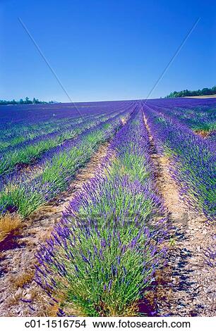 Flowering lavender field, Provence, France View Large Photo Image Picture - Flowering lavender field, Provence, France. Fotosearch