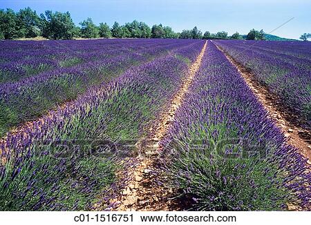 Flowering lavender field, Provence, France View Large Photo Image Stock Image - Flowering lavender field, Provence, France. Fotosearch