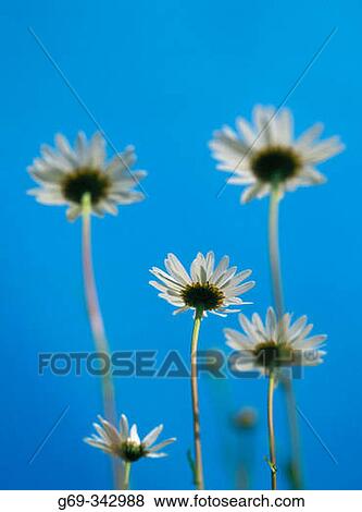 Flowering Ox-Eye Daisies (Leucanthemum vulgare) against the blue sky. Lund, V? sterbotten, Sweden View Large Photo Image Stock Photo - Flowering Ox-Eye Daisies (Leucanthemum vulgare) against the blue sky. Lund, V? sterbotten, Sweden. Fotosearch