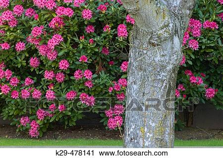 Stock Image - Flowering rhododendron and tree trunk. Victoria, BC, Canada. Fotosearch