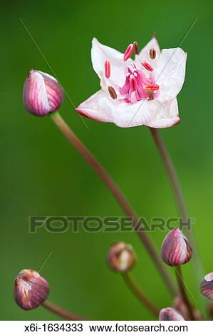 Stock Image - Flowering Rush Butomus umbellatus, flowers, Lower Saxony, Germany. Fotosearch
