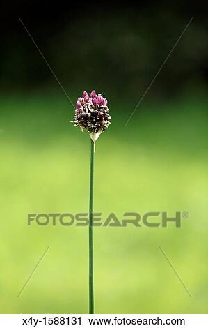 Flowering Sand Leek Allium scorodoprasum Location: Male Karpaty, Slovakia View Large Photo Image Stock Image - Flowering Sand Leek Allium scorodoprasum Location: Male Karpaty, Slovakia. Fotosearch