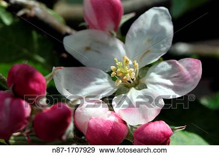 Stock Photo - flowers and buds of apple. Fotosearch
