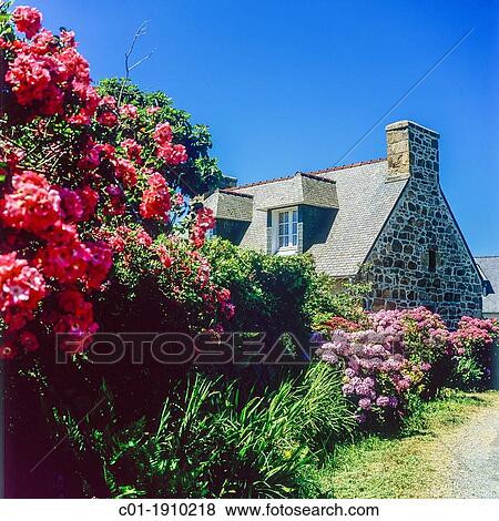 Stock Photo - Flowers and typical house Brittany France. Fotosearch