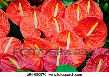 Flowers (Anthurium sp. ) in Ramblas, Barcelona. Catalonia, Spain View Large Photo Image Stock Image - Flowers (Anthurium sp. ) in Ramblas, Barcelona. Catalonia, Spain. Fotosearch