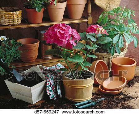 Flowers, gardening View Large Photo Image Stock Photo - Flowers, gardening. Fotosearch