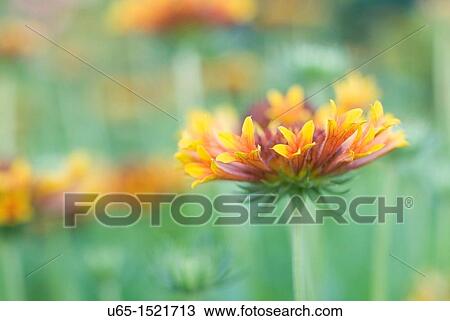 Flowers in Fort Collins, Colorado, USA View Large Photo Image Stock Image - Flowers in Fort Collins, Colorado, USA. Fotosearch